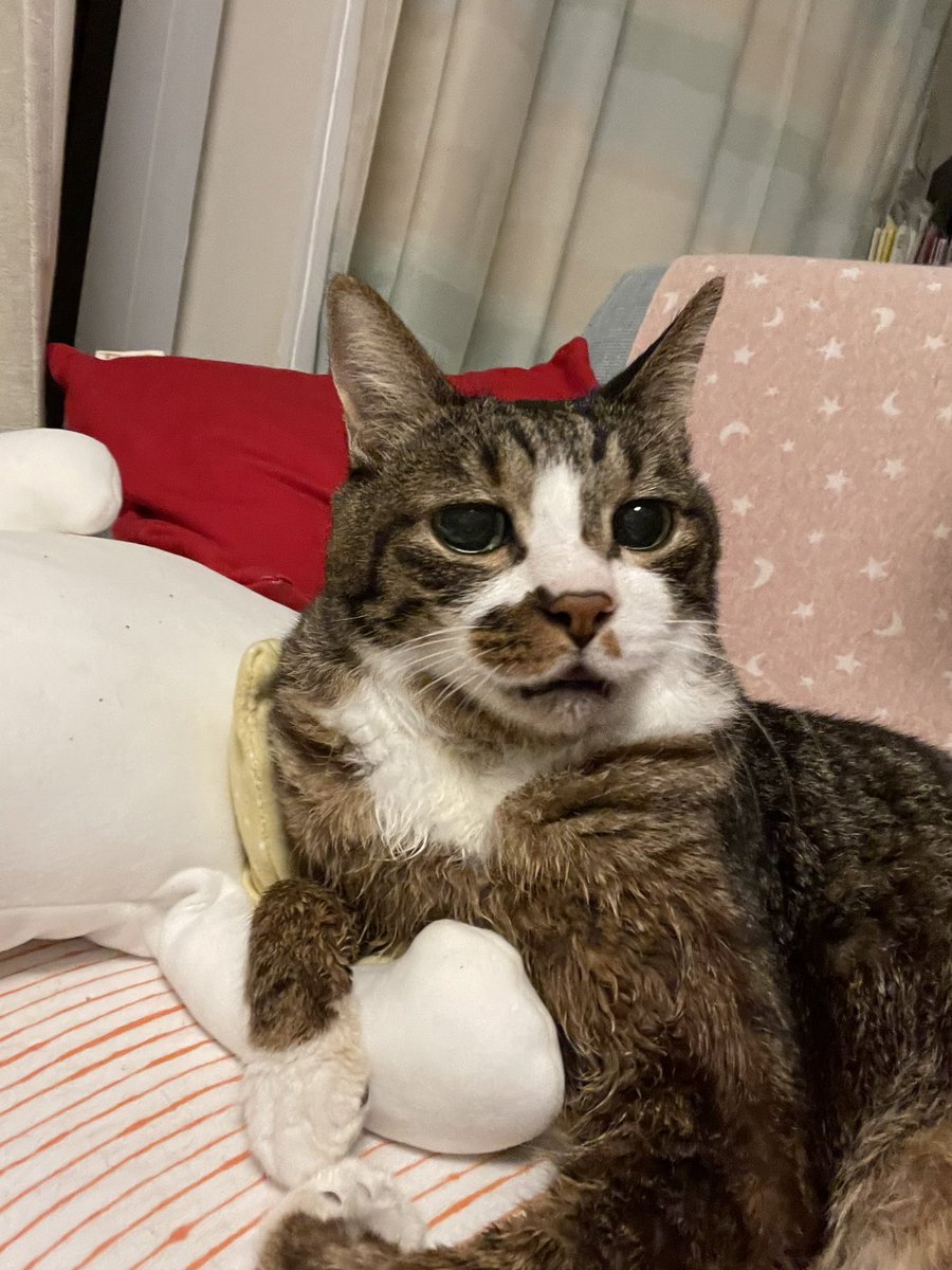 chibi_yonco's tweet photo. 今日もおとぅかれさま🌼
#ねこちゃん https://t.co/1NfJ6BUjc7