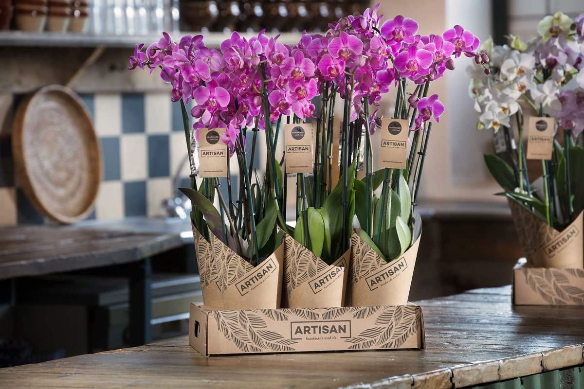 Wij streven naar het telen van een 'onverwoestbaar' product! Het telen van de Phalaenopsis is een vak, een ambacht. Herken onze producten aan de ambachtelijke potcover, craft hoes, verpakkingsdoos en etiket in de speciaal ontwikkelde duurzame Artisan uitstraling. 😍 #artisan