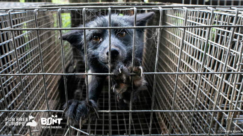 Dierbescherming's tweet photo. Miljoenen dieren in Europa worden gefokt en gedood voor hun vacht. De bontindustrie is wreed en onnodig. 

Tijd voor verandering! Teken het burgerinitiatief voor een bontvrij EU. https://t.co/HZPZZMB51N. 

RT=❤️ #MakeFurHistory #FurFreeEurope https://t.co/QKc5AcdH9P