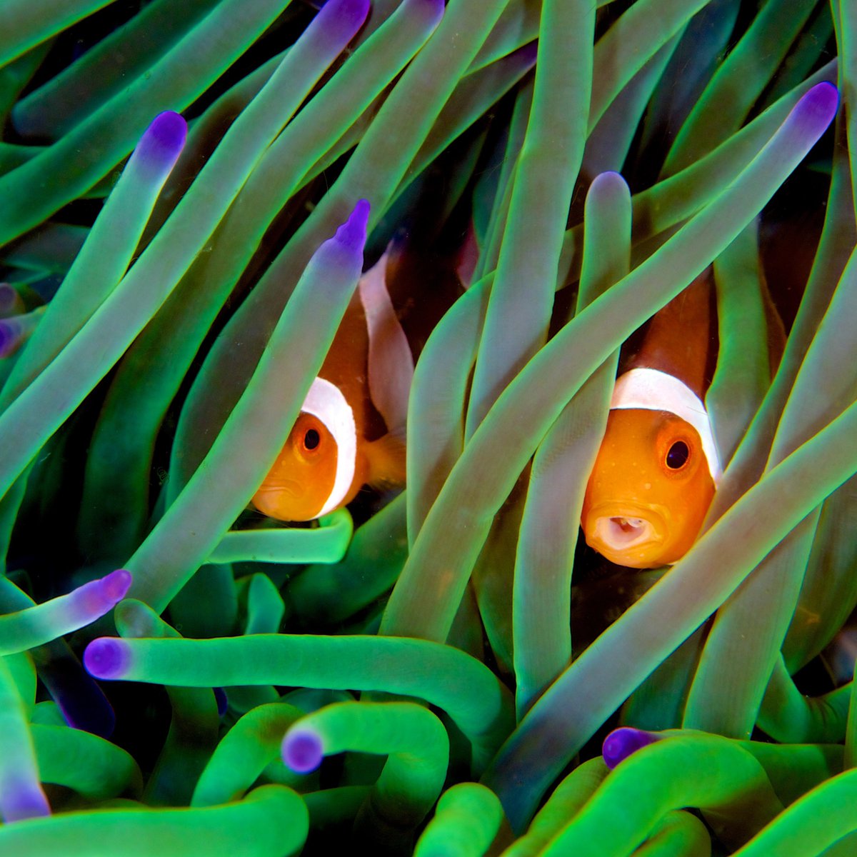 SafariUltimate's tweet photo. Anemones are mutualists. Clownfish are able to withstand their stinging tentacles and live within anemones. In return clownfish rid it of harmful parasites. Ammonia-rich clownfish waste fertilizes the anemone and helps them breathe, grow, and reproduce. #clownfish #mutualist https://t.co/cQNkoe1WGd