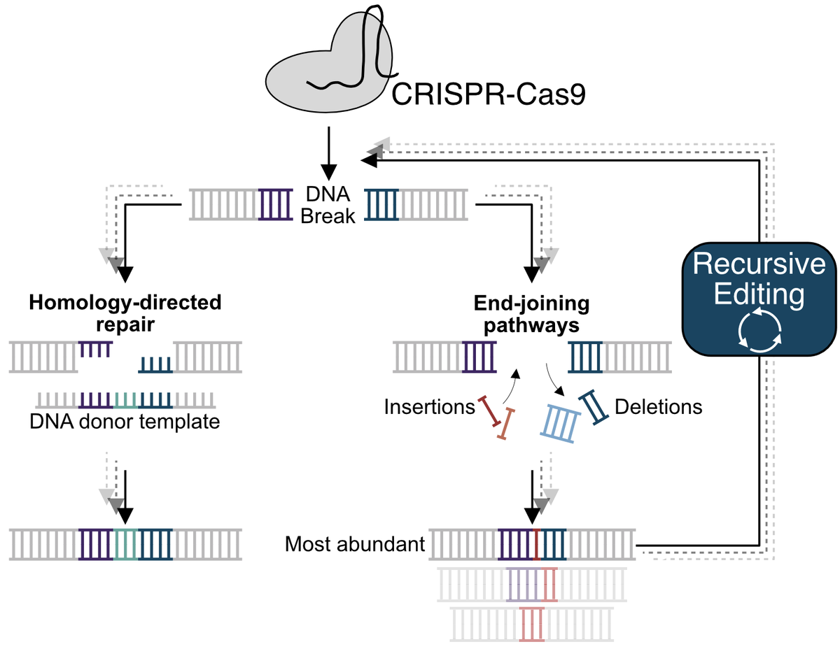 The <a href="/jcornlab/">Jacob Corn</a> reports on Recursive Editing, a way to drive high levels of #CRISPR-mediated precise genomic modification without manipulating cell factors or state. An accompanying easy-to-use software designs experiments to optimize target selection. biol.ethz.ch/en/news-and-ev…