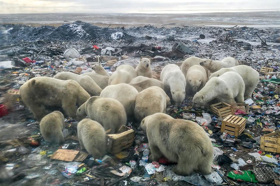 The Anthropocene has reduced a majestic animal to scavenging through human rubbish as its natural environment is destroyed.