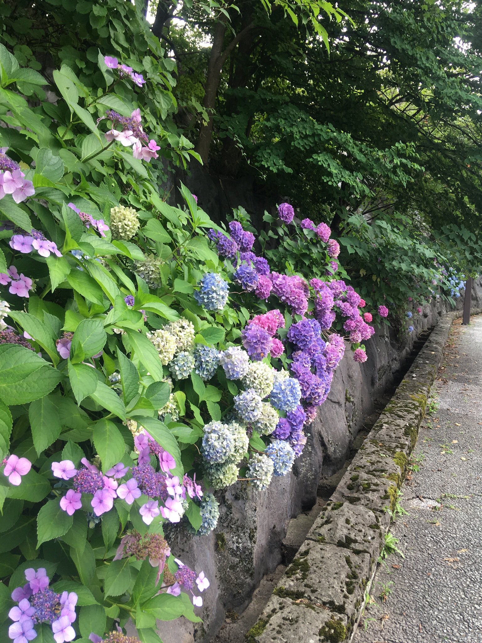 かっぽんラリー Twitter Search Twitter