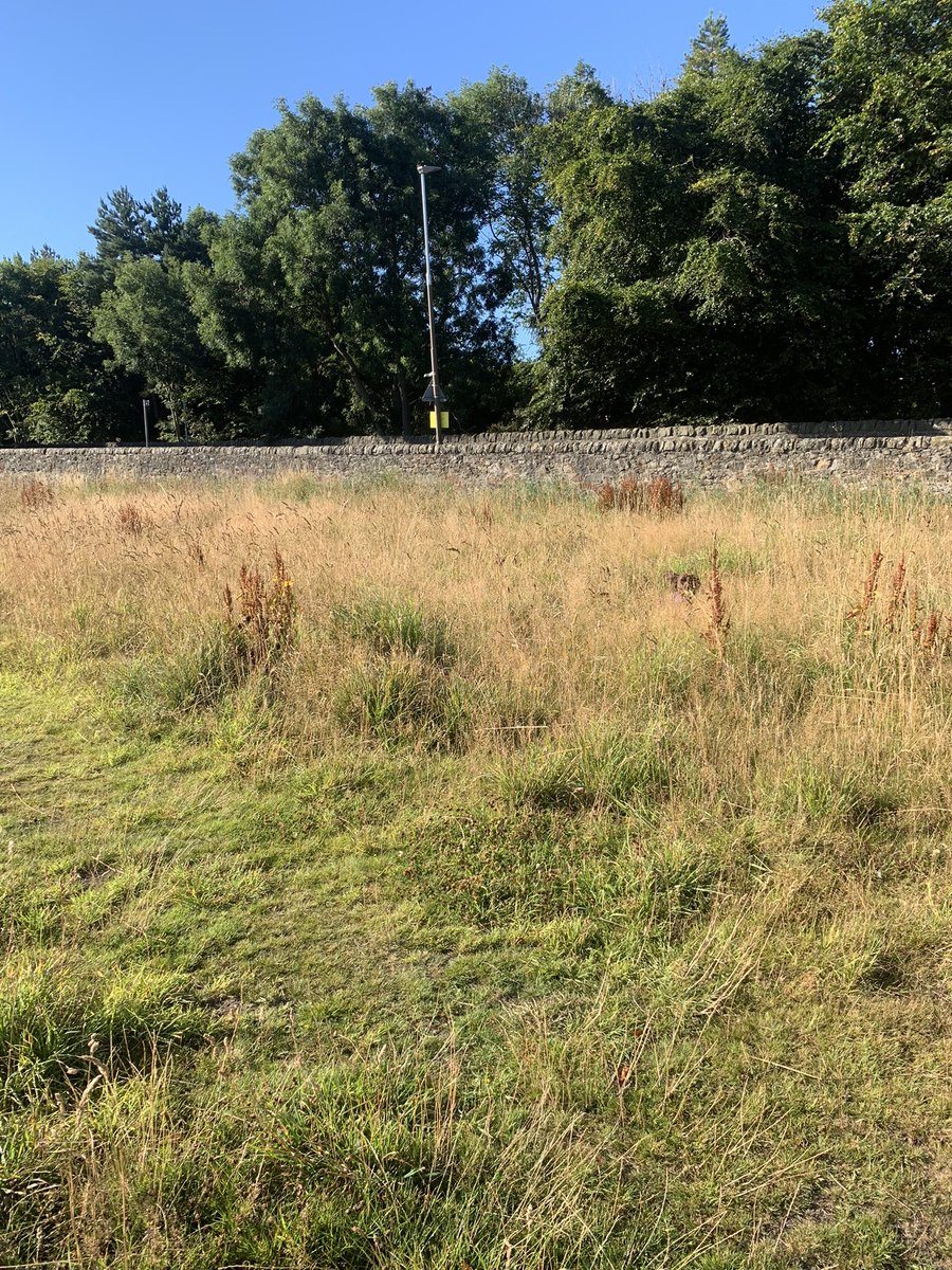 physio_gill's tweet photo. Today's #spotthespaniel on our early #AHPsActive walk. Already 18 degrees ๐ฅต https://t.co/GOP5ACtpie