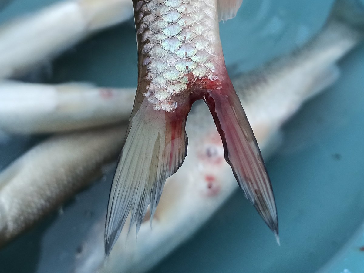 Pancaker tweet media