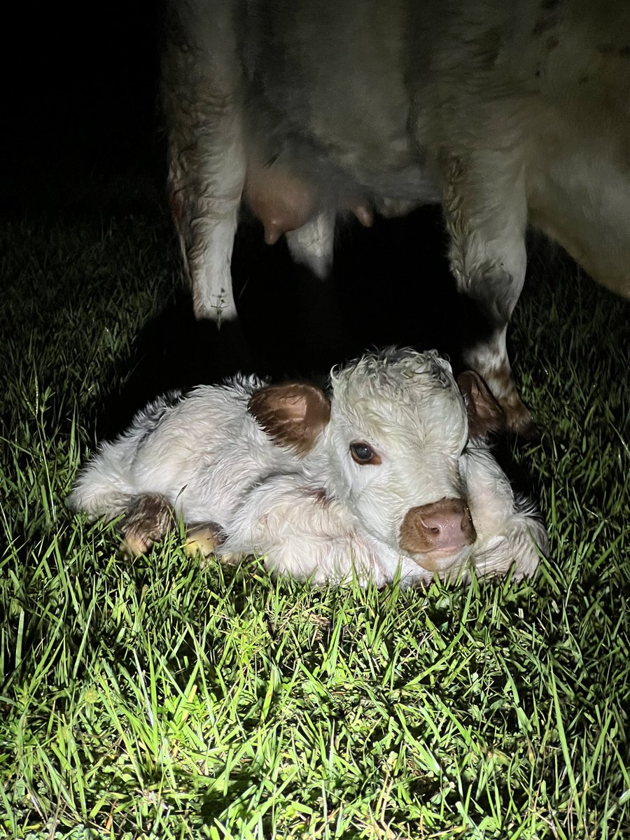 3am pasture check and found this sweet surprise 🥹