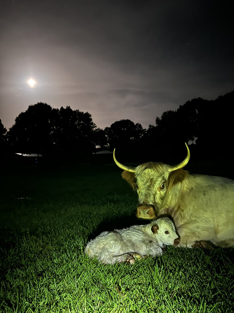 hiitaylorblake's tweet photo. 3am pasture check and found this sweet surprise 🥹 https://t.co/cIp390NE1a