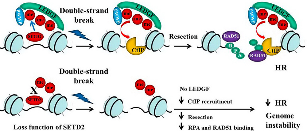 Landmark_IMR's tweet photo. Welcome to read👋SETD2, an epigenetic tumor suppressor: a focused review on GI tumor, by Xiu-li Liu et al. from @UF in #USA 
🔍https://t.co/yTfrqfw3Vy
#tumor #RNA #DNA_Damage https://t.co/zsTiKZoKin