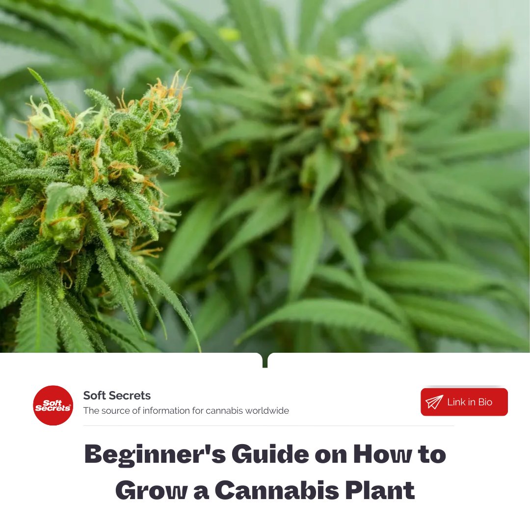 SoftSecrets1's tweet photo. Hey y'all newbies out there 😜. Whether you 
don't know where to begin with growing, don't quit but
continue educating yourself. Remember some of the 
basic rules and keep learning by doing 🌱
-> https://t.co/9nKXUU1K7J https://t.co/EXDK0bdopi