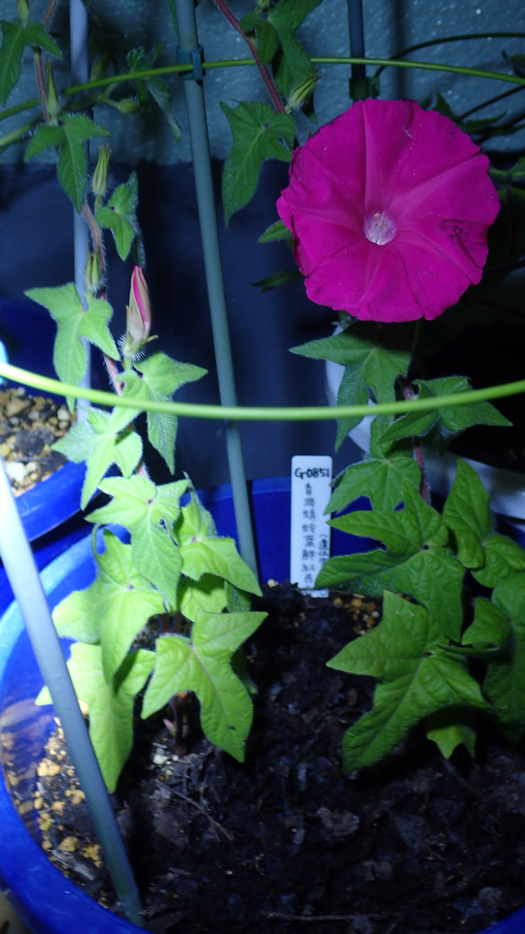 朝顔の館 Asagaonoyakata Twitter