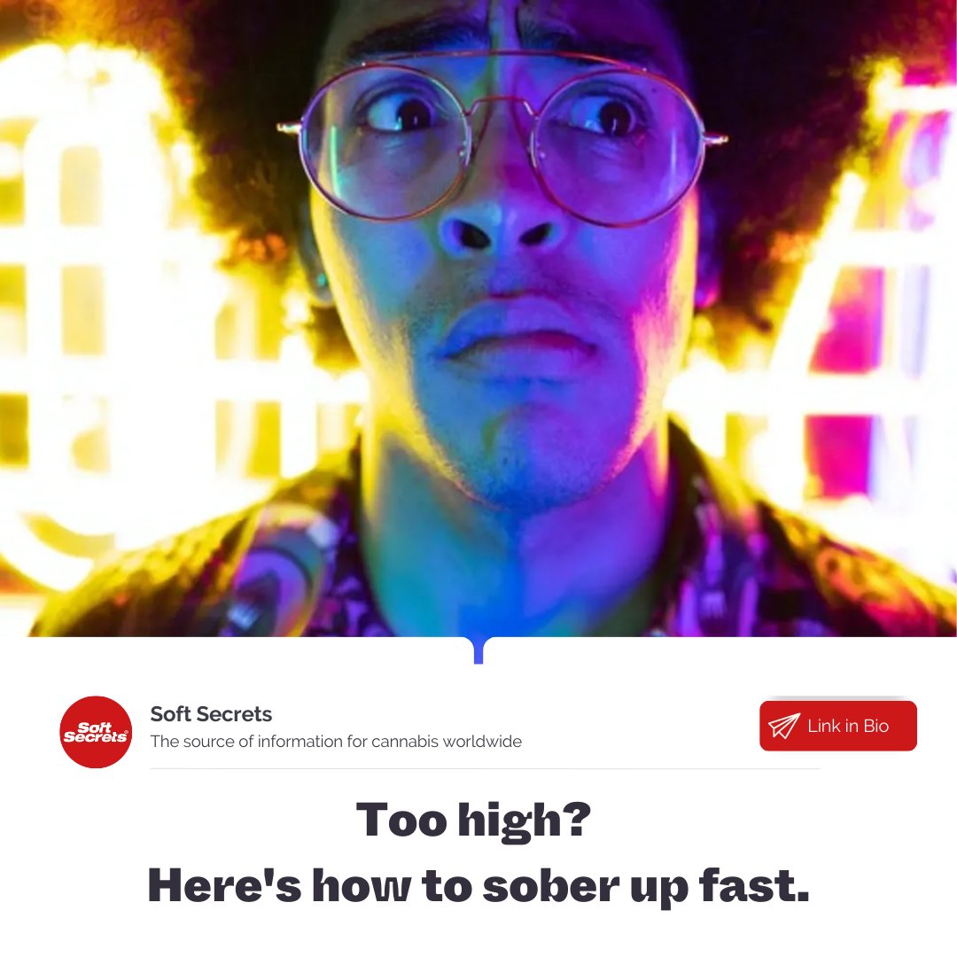 SoftSecrets1's tweet photo. We've all done it once or twice, smoked too much and lived to regret it for a few hours! 🤢
A few hours that has felt more like a few days! Generally speaking, the average #cannabishigh will last between 30 minutes and 3 hours,➡️ https://t.co/wDFbDko7G8 https://t.co/NVuvN67quH