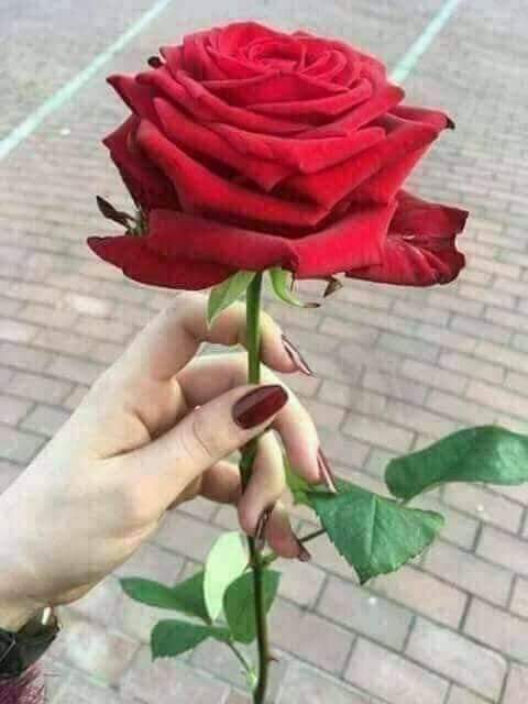صبحكم الله بالخير حبيبى قلبى