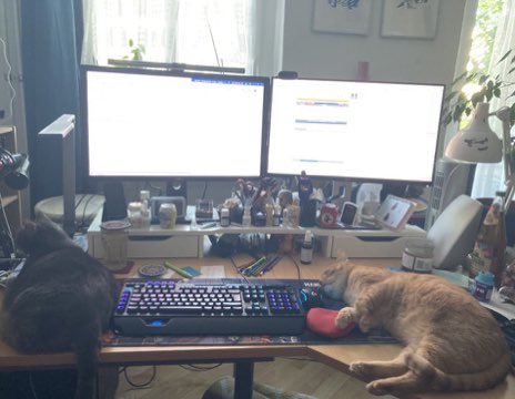 pbcat's tweet photo. Akute Schreibtischbelagerung 😻😻😻 #cats #translatoratwork https://t.co/rmNWgsck3N
