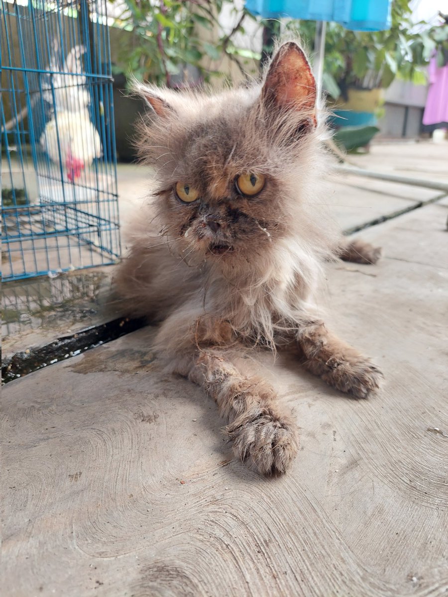 winterrnim's tweet photo. HELP RT - OPEN DONASI 

Dia baru ditemuin dijalan bener2 kondisinya kacau bgt sempoyongan, jamuran, bulu rontok dan pilek parah. Aku minta bantuan temen2 yaa. 
Klo hari ini ada cukup donasi dan vet masih buka bakal aku bawa hari ini juga.
Dom tangsel pondok aren https://t.co/6UDsQtc7GL