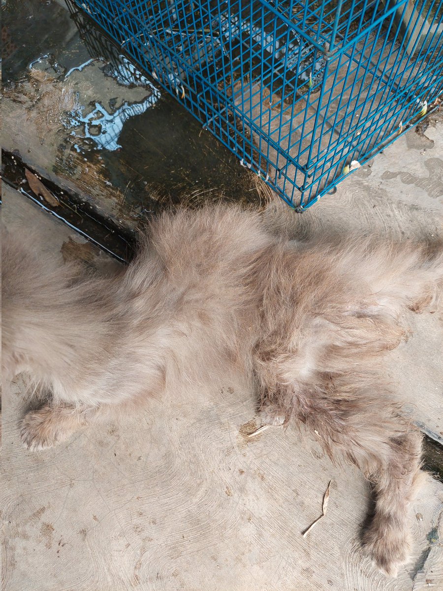 winterrnim's tweet photo. HELP RT - OPEN DONASI 

Dia baru ditemuin dijalan bener2 kondisinya kacau bgt sempoyongan, jamuran, bulu rontok dan pilek parah. Aku minta bantuan temen2 yaa. 
Klo hari ini ada cukup donasi dan vet masih buka bakal aku bawa hari ini juga.
Dom tangsel pondok aren https://t.co/6UDsQtc7GL