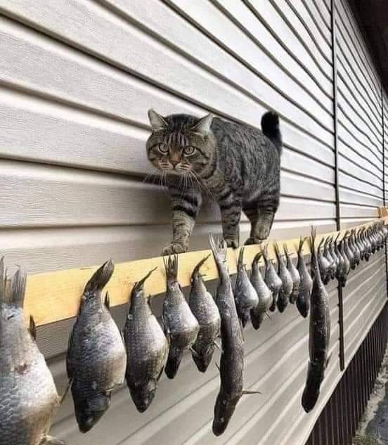 Azamkhan02's tweet photo. جب رغبت ختم ہوجائے تو مواقع اپنی اہمیت کھو دیتے ہیں۔ 
"چاہے وہ گھٹنے ٹیک کر سامنے ہی کیوں نہ آجائیں"
منقول https://t.co/OmQBQgHT7X