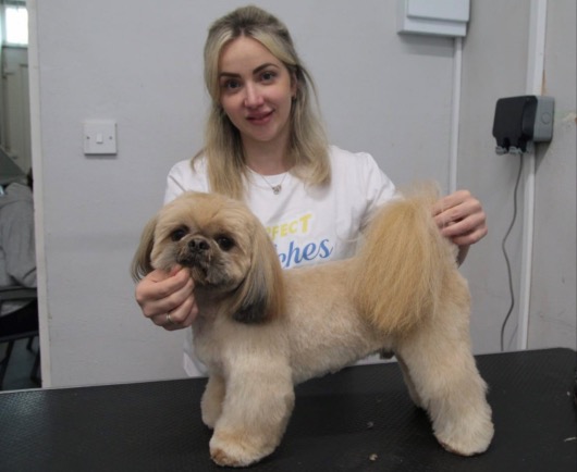 Star line-up for grooming demos @PATS_TELFORD  pettradextra.newsweaver.com/Newsletter/t08…