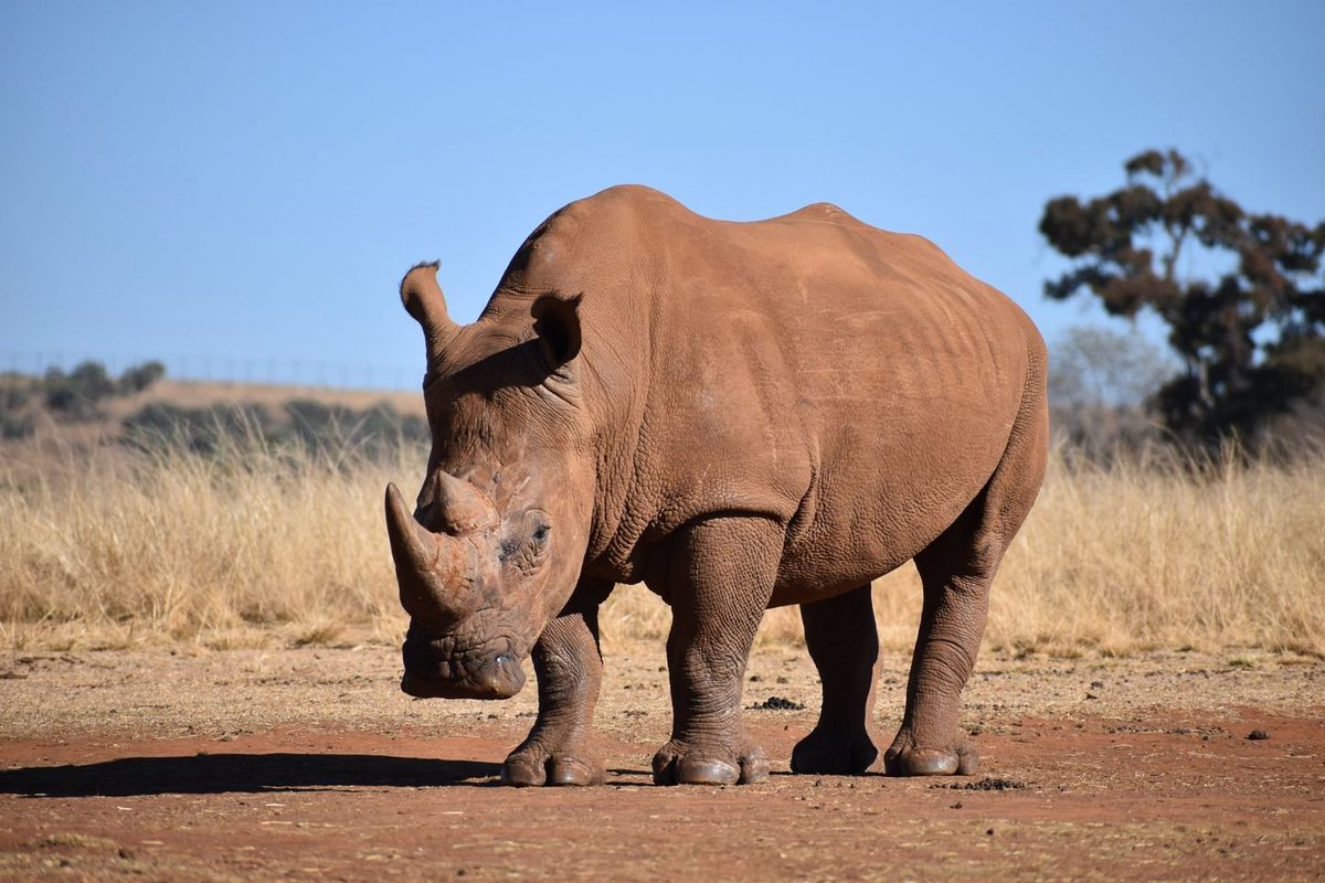 EspecesMenacees's tweet photo. Une opération d'infiltration menée au Mozambique a permis de capturer un célèbre braconnier en possession de huit cornes de #rhinocéros. L'homme est suspecté d'avoir participé au #braconnage de nombreux rhinocéros dans le parc national Kruger.
https://t.co/LiyOqZzF9n https://t.co/kqN6MBF744