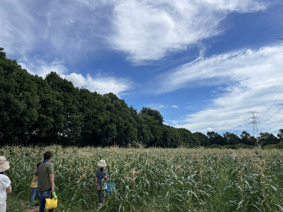 SHIMOTSUMA_CLST's tweet photo. 本日無事にトウモロコシの収穫体験が終了しました🌽
収穫後に茹でたてのとうもろこしを食べて頂きました😋
皆さんからの喜びの声沢山頂きました😭
やっぱりイベントは楽しいですね🙌
ありがとうございました🙇♂️
#CLSTquality
#下妻ぐらし https://t.co/yfh8a6KMoU