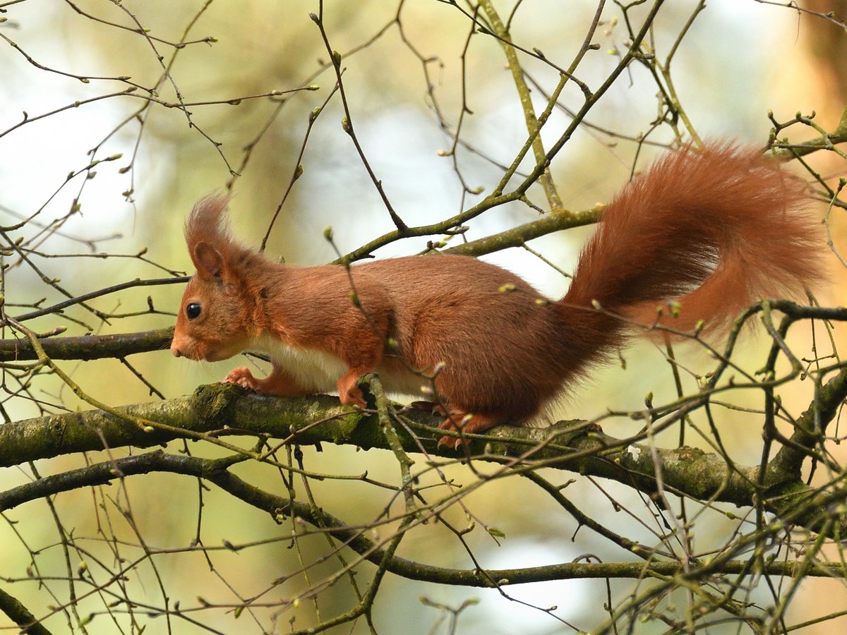 ChrisChalkPhoto's tweet photo. Red Squirrels are a lot rarer in the UK than their cousins, grey squirrels. They don’t hibernate in winter, but rely on food that they've previously buried. They can locate that buried food again in over a foot of snow. Baby red squirrels are called kittens. #wildlife #nature https://t.co/c4GilipQBf