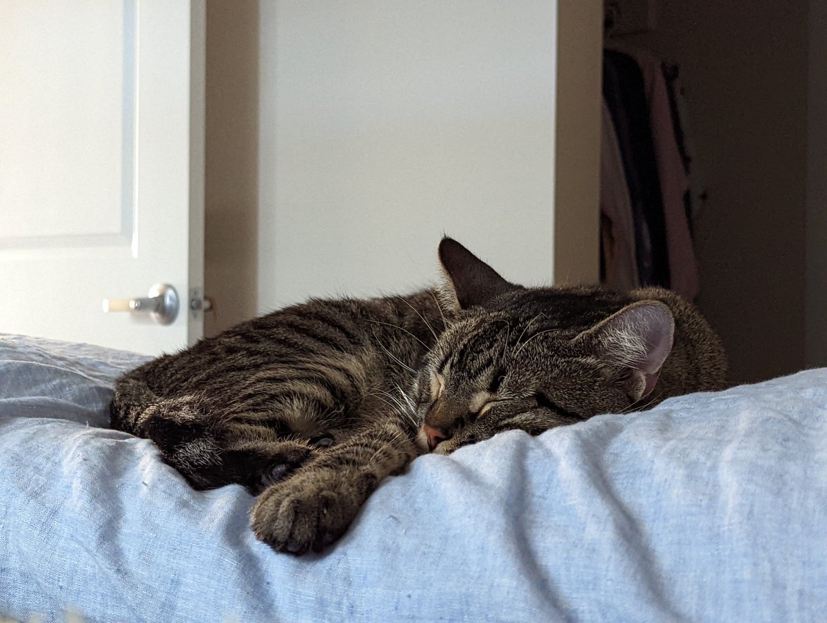 cupmint's tweet image. My kitty is the best and I love my kitty and he is the best kitty and I love him