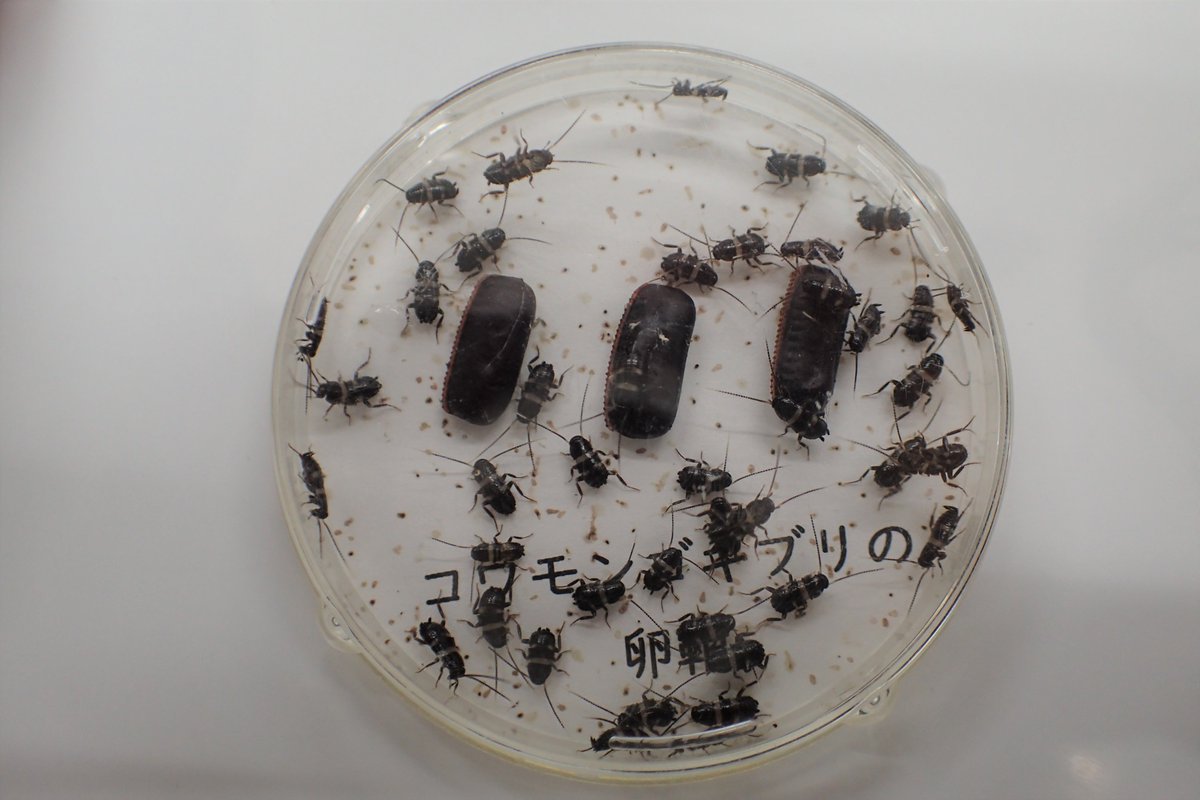 ゴキブリ展で展示していたコワモンゴキブリの卵しょうから幼虫がふ化していました ゴキブリの幼虫の見た目はコオロギの幼虫とよく似 22 08 11 東区の動植物園 水族館 広島市森林公園こんちゅう館 まいにちを豊かに りっち ゴキブリ展で展示していたコワモンゴキブリの卵しょうから幼虫がふ化していました ゴキブリの幼虫の見た目はコオロギの幼虫とよく似 22 08 11 東区の動植物園 水族館 広島市森林公園こんちゅう館 まいにちを豊かに りっち