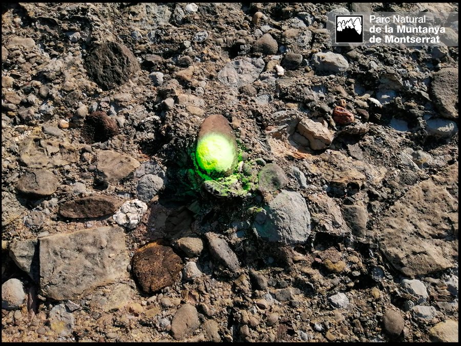 PNMontserrat's tweet photo. Ens trobem aquestes #pintades fluorescents al camí de la serra de les Lluernes! 🤷‍♂️🤦‍♀️ 

No senyalitzeu ni pinteu #marques als camins del #ParcNatural

Aquesta tasca la realitzen els tècnics seguint la normativa, plantilles i criteris establerts en el pla de camins dl @PNMontserrat https://t.co/gvA2SgPI8y