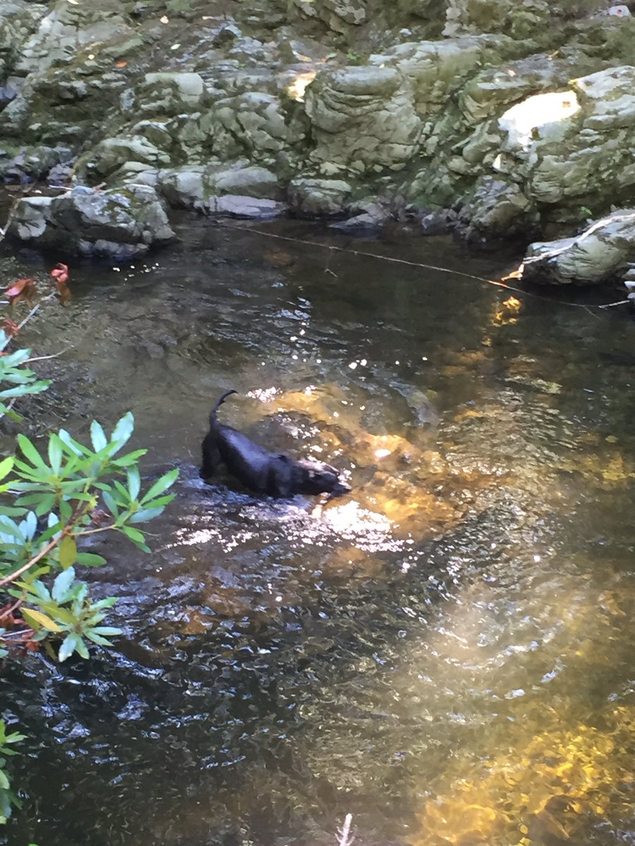 Day 10  at beautiful Tolleymore Forest Park yesterday for a leisurely walk in this stunning weather - I recommend the shade near the water. Of course you can always get right in ... #WeActiveChallenge #NIAHPsActive #AHPsActive