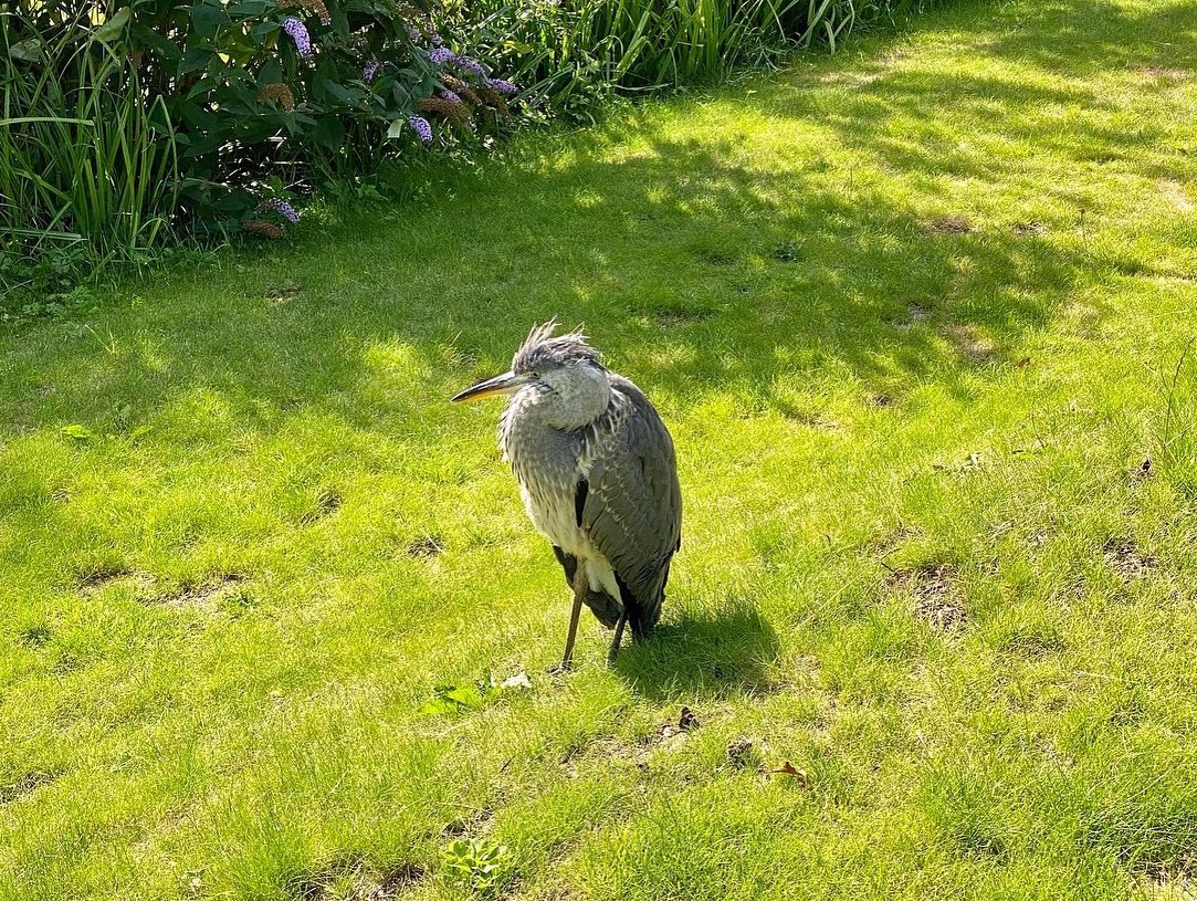 SarahsIOMTT's tweet photo. A Quiet Relaxing Day for the heron at Sarah’s Cottage, waiting for the 2022 Manx Grand Prix. #sarahscottageiom #peacefulday #ttmountaincourse @manxgrandprix #mgp2022 #heron https://t.co/pw0SNv09aO