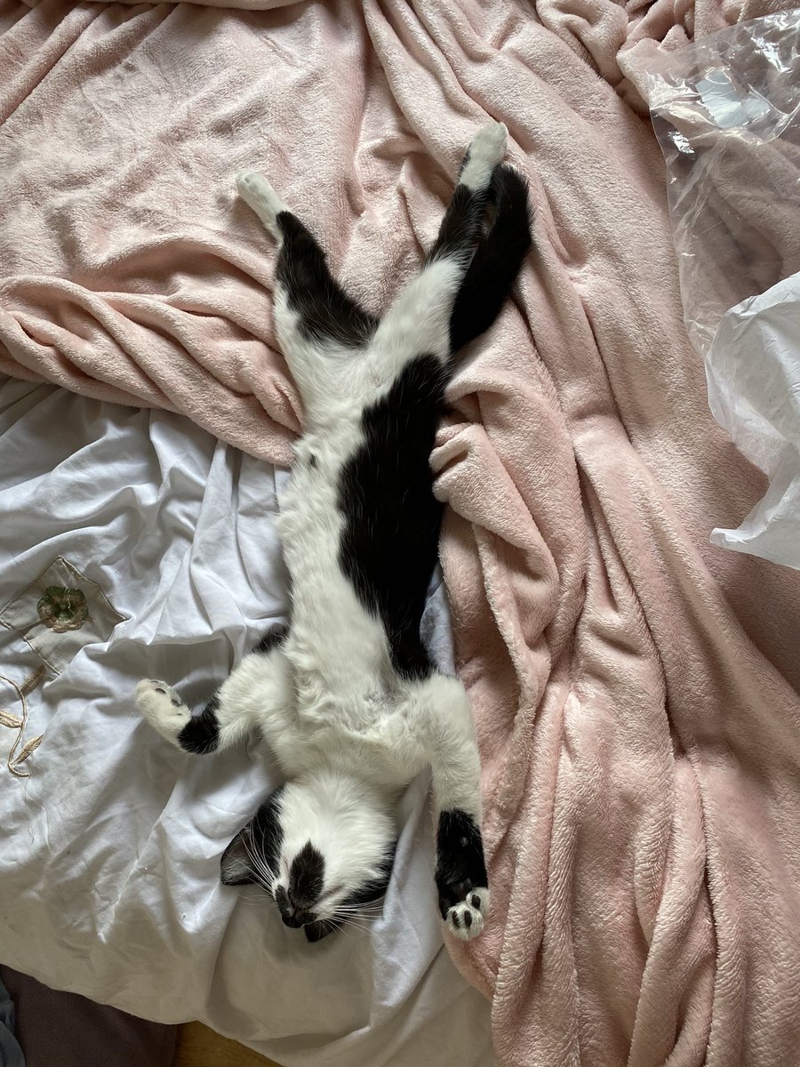 Life😻 #toohot #CatsofTwittter #KittensOfTwitter #Dot #comfy ❤️
