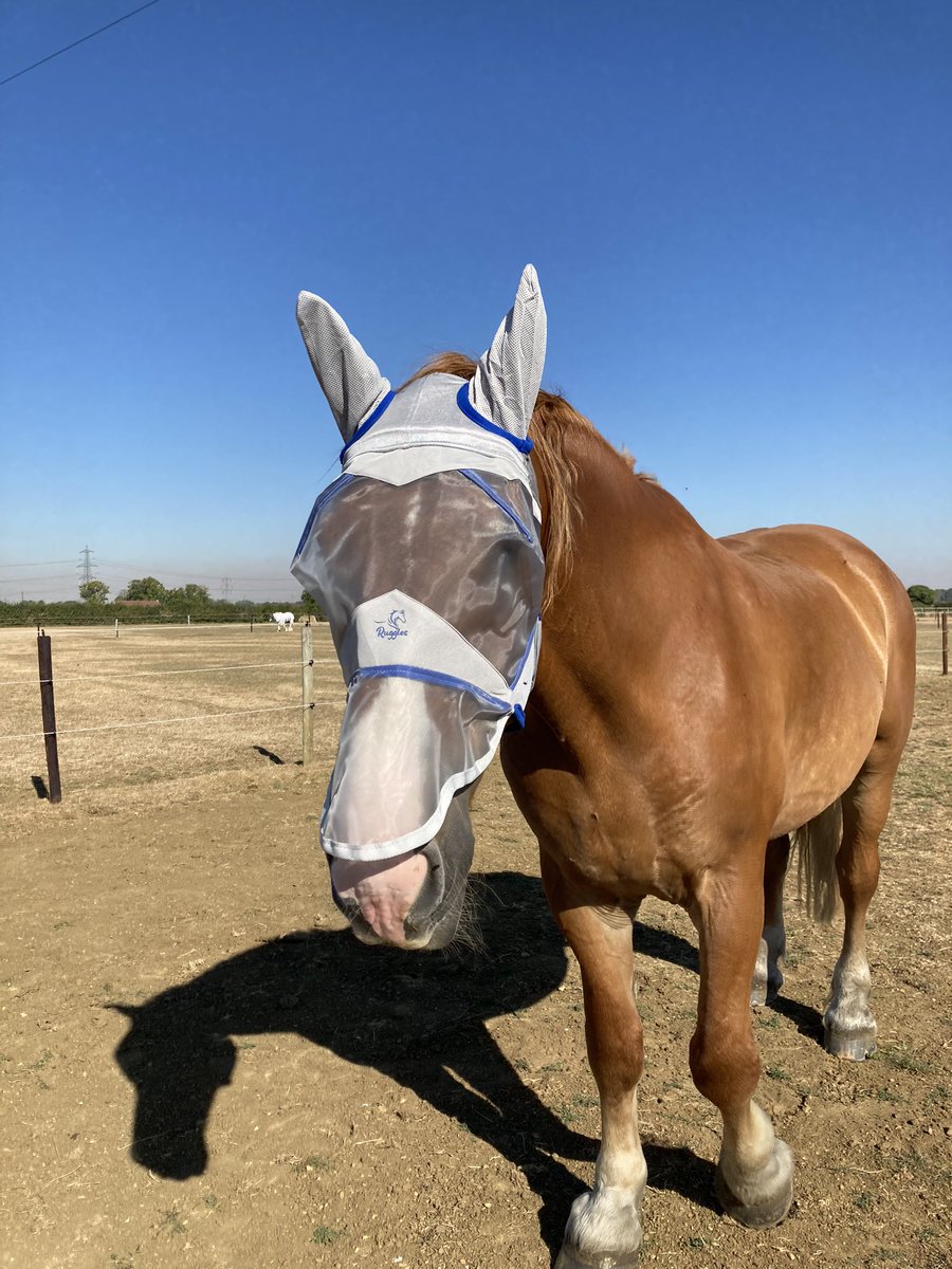archiesauraus's tweet image. Mum bought me a new superhero mask. This one has bunny ears. #MySecretIdentity thanks @RugglesHorseRug xx full fits my noggin perfectly.