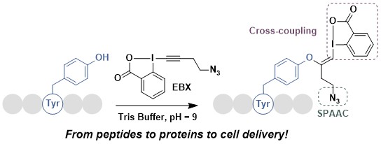 Waser Group (@lcsolab) on Twitter photo New way to functionalize peptides/proteins : Nina <a href="/NDeclas/">Nina Declas</a> now developed the first method for tyrosine functionalization with EBXs, with already first applications with <a href="/matile_group/">The Matile Group</a> and <a href="/PStallforth/">Pierre Stallforth</a> (more in the thread) now available <a href="/ChemRxiv/">ChemRxiv</a>
doi.org/10.26434/chemr… New way to functionalize peptides/proteins : Nina <a href="/NDeclas/">Nina Declas</a> now developed the first method for tyrosine functionalization with EBXs, with already first applications with <a href="/matile_group/">The Matile Group</a> and <a href="/PStallforth/">Pierre Stallforth</a> (more in the thread) now available <a href="/ChemRxiv/">ChemRxiv</a>
doi.org/10.26434/chemr…