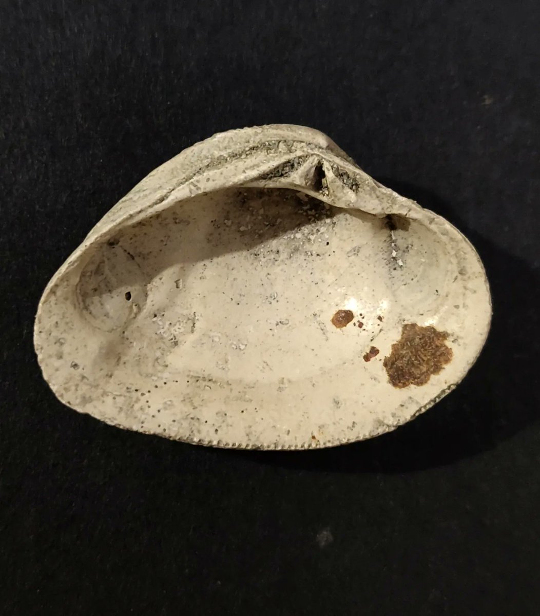 nzfossils's tweet photo. I was today years old when I made the connection between the latin name of Tawera duobrunnea, and it's species' type locality at the DB Brewery... https://t.co/2v4u4wxNQT