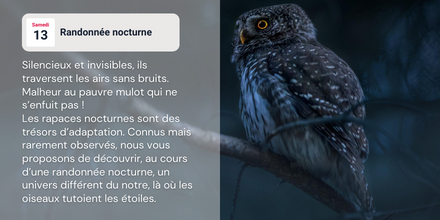 AssoCHENE's tweet photo. [ 𝘼𝙉𝙄𝙈𝘼𝙏𝙄𝙊𝙉𝙎 ] 🦉 𝗥𝗮𝗻𝗱𝗼𝗻𝗻𝗲́𝗲 𝗡𝗼𝗰𝘁𝘂𝗿𝗻𝗲 
 📍 Samedi 13 à Etoutteville 
⏰ de 21h00 à 23h00
📩 Sur réservation : https://t.co/7fdbUY1b81
✨ Gratuit pour tous 

#animationnature #Normandie #biodiversité #igersnormandie #normandietoursime https://t.co/PY8OEOdwEm