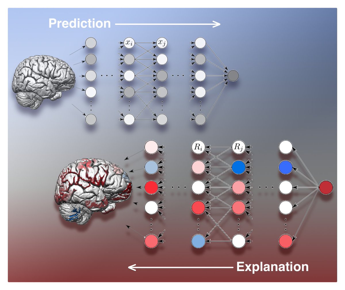 Simon M. Hofmann (@hofmannzimon) on Twitter photo I am very pleased to announce that our long #XAI project for structural #MRI is released
"Towards the interpretability of deep learning models for multi-modal neuroimaging: Finding structural changes of the ageing brain"
doi.org/10.1016/j.neur…
Thanks to <a href="/NeuroImage_EiC/">NeuroImage</a>
(1/n) I am very pleased to announce that our long #XAI project for structural #MRI is released
"Towards the interpretability of deep learning models for multi-modal neuroimaging: Finding structural changes of the ageing brain"
doi.org/10.1016/j.neur…
Thanks to <a href="/NeuroImage_EiC/">NeuroImage</a>
(1/n)