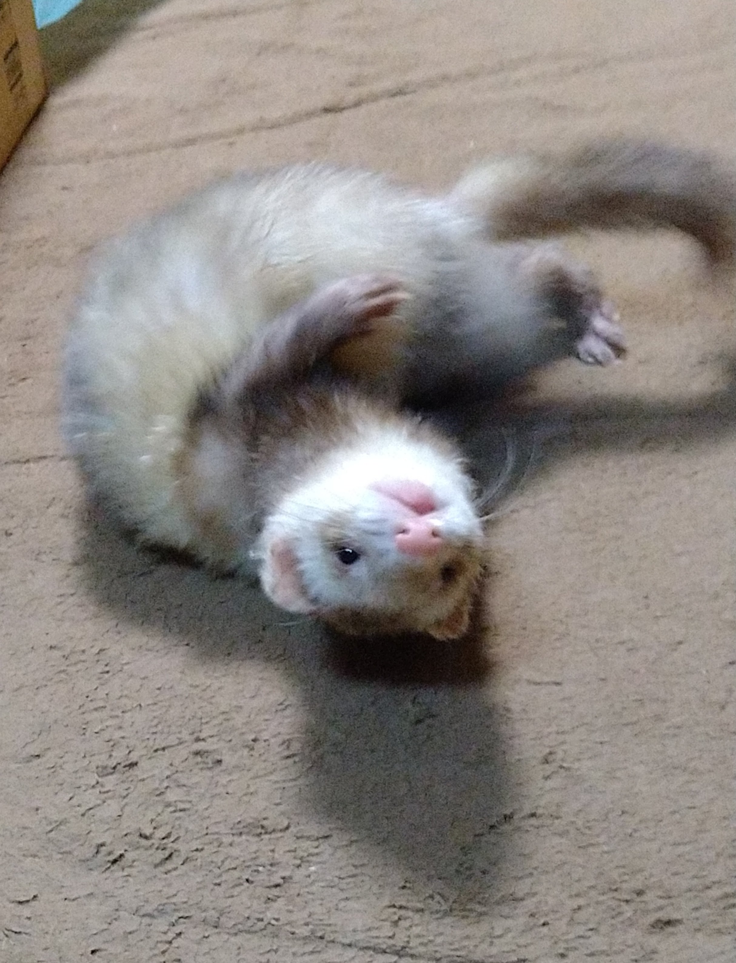 ねこみみ 風ちゃん可愛い Ferret フェレット いたち T Co Jzfxmzkjjm Twitter