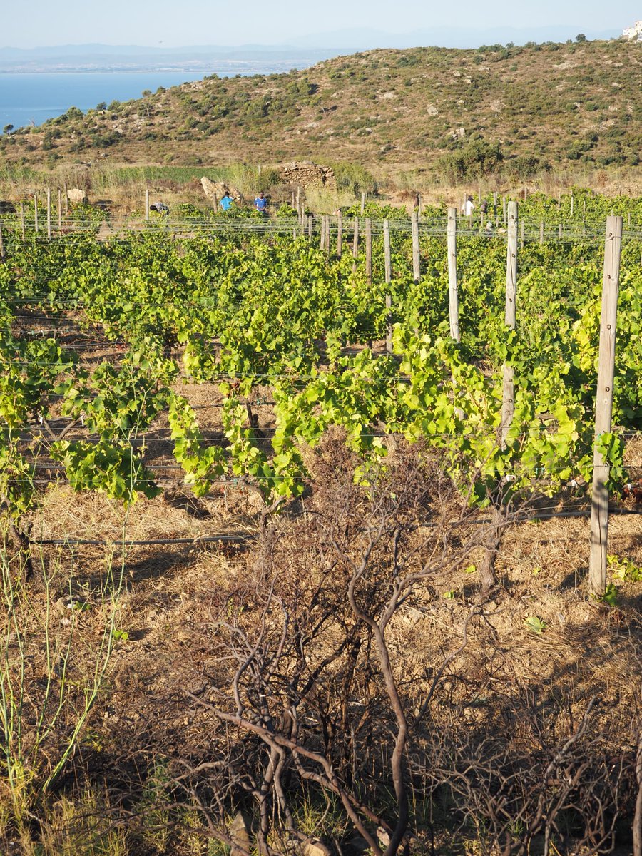 CellerEspelt's tweet photo. En la #setmanamundialaigua22 recordem que només una viticultura a favor del territori és la que dona sentit a la nostra feina i als nostres vins.
A la imatge les vinyes i les seqüeles del #ifRoses del mes de febrer
👇🏼👇🏼👇🏼 https://t.co/wtYb4ehtdl