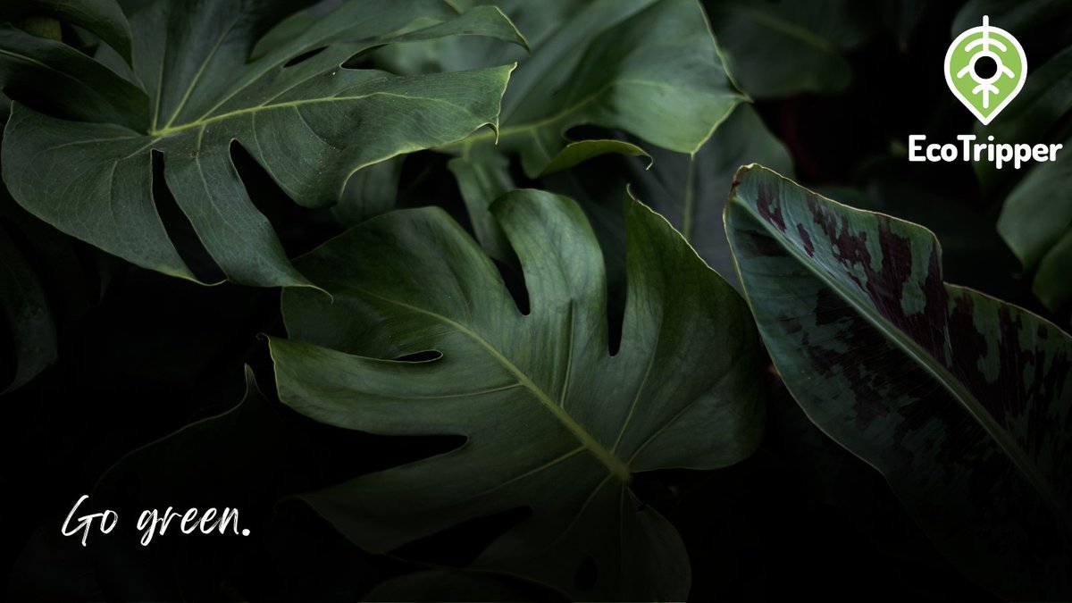 GetEcoTripper's tweet image. What is EcoTripper? 🌿

EcoTripper provides real-time technology that integrates with businesses and helps them to reduce, manage, track and contribute to offsetting their carbon emissions derived from travel and transport. 

To find out more, follow ecotripper.online.