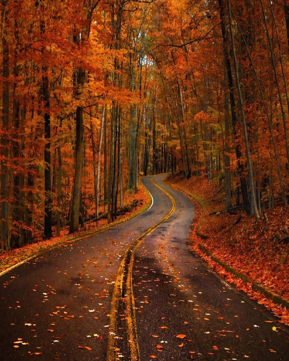 _magical_nature's tweet photo. Catoctin Mountain Park https://t.co/z3NzNHkNG8