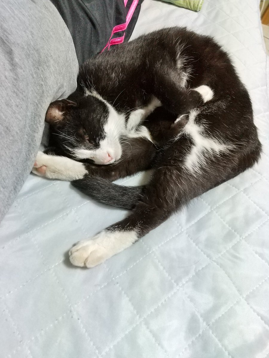 今夜はおウチでねんね。 