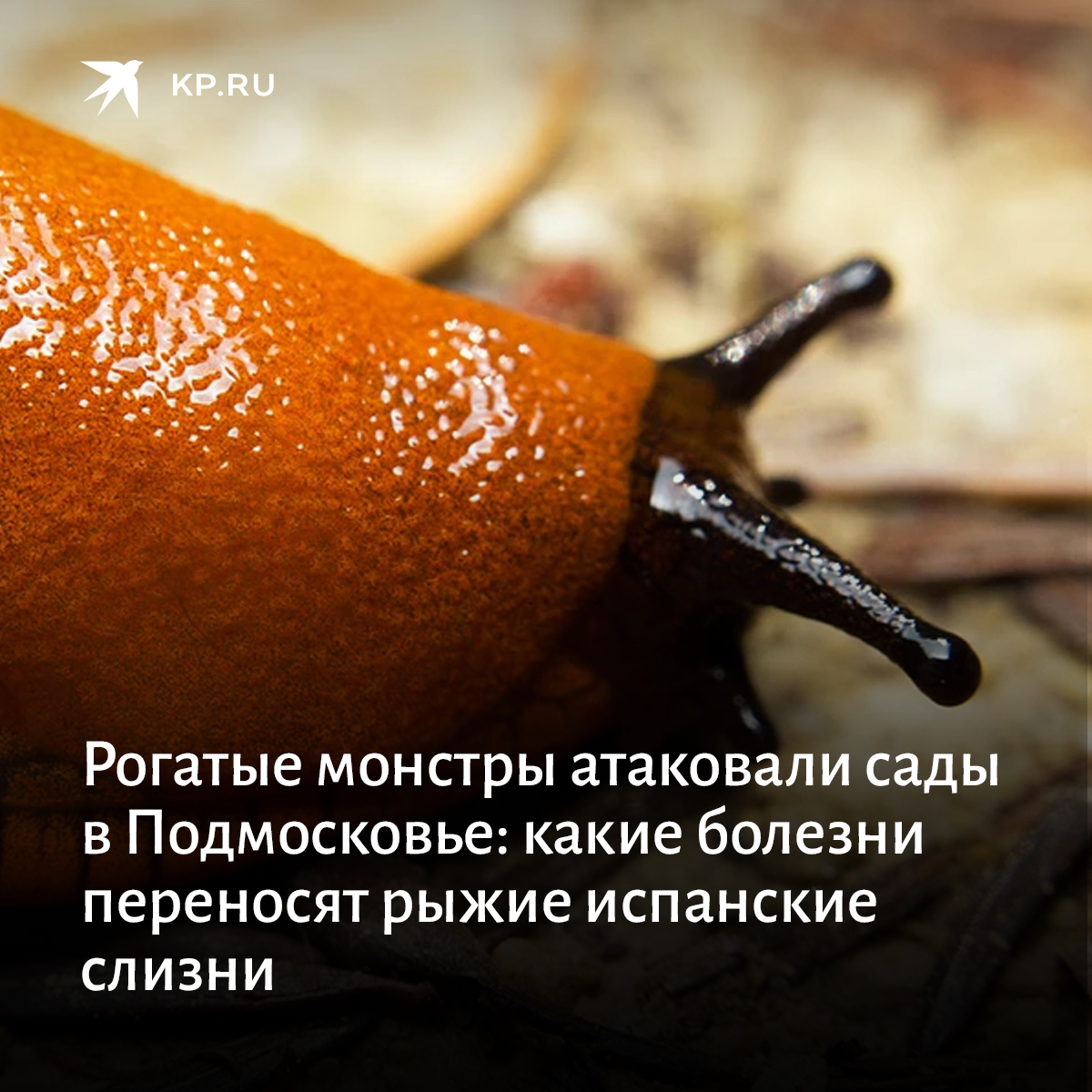 kpru's tweet image. Необычные слизняки длиной до 10-12 см в Москве появились несколько лет назад. Рогатый гермафродит способен породить до 400 таких же, как он, и их число заметно выросло. 

Помимо порчи урожая они могут быть разносчиками серьезных заболеваний: kp.ru/daily/27430/46…

#садогород