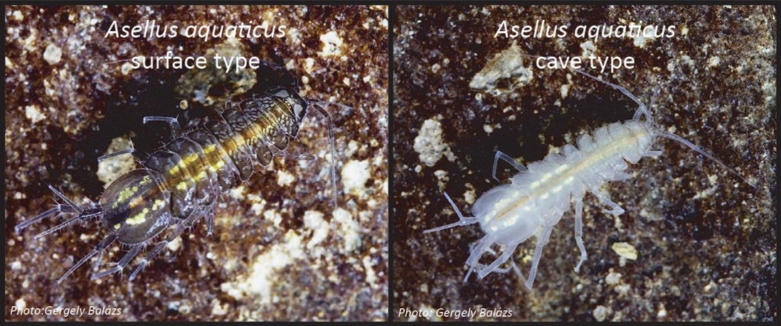 GergHorvat's tweet photo. New paper available online!📢🚨
In our latest #asellus #behaviour study, we tested for movement activity differences between one specialized cave and three surface pops. The expectation was that in lack of predators activity will be higher in the cave 1/n
https://t.co/dc5ZoESN3J https://t.co/SBuLRZD4nT
