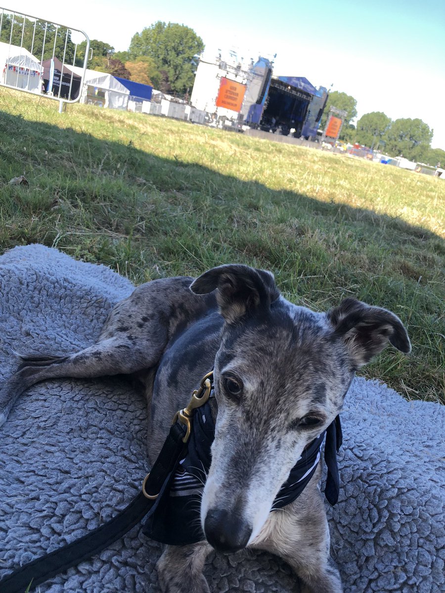 We are extremely lucky to be here in the shade of the CD stall for a couple of hours.
Stay safe, look after each other and your dogs! 
Opening at 2pm today, see you later 💚