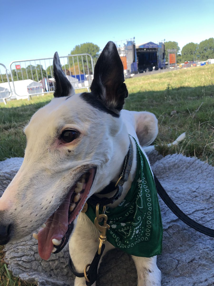 MusicInTheGreen's tweet photo. We are extremely lucky to be here in the shade of the CD stall for a couple of hours.
Stay safe, look after each other and your dogs! 
Opening at 2pm today, see you later 💚 https://t.co/7ux99gfLe2