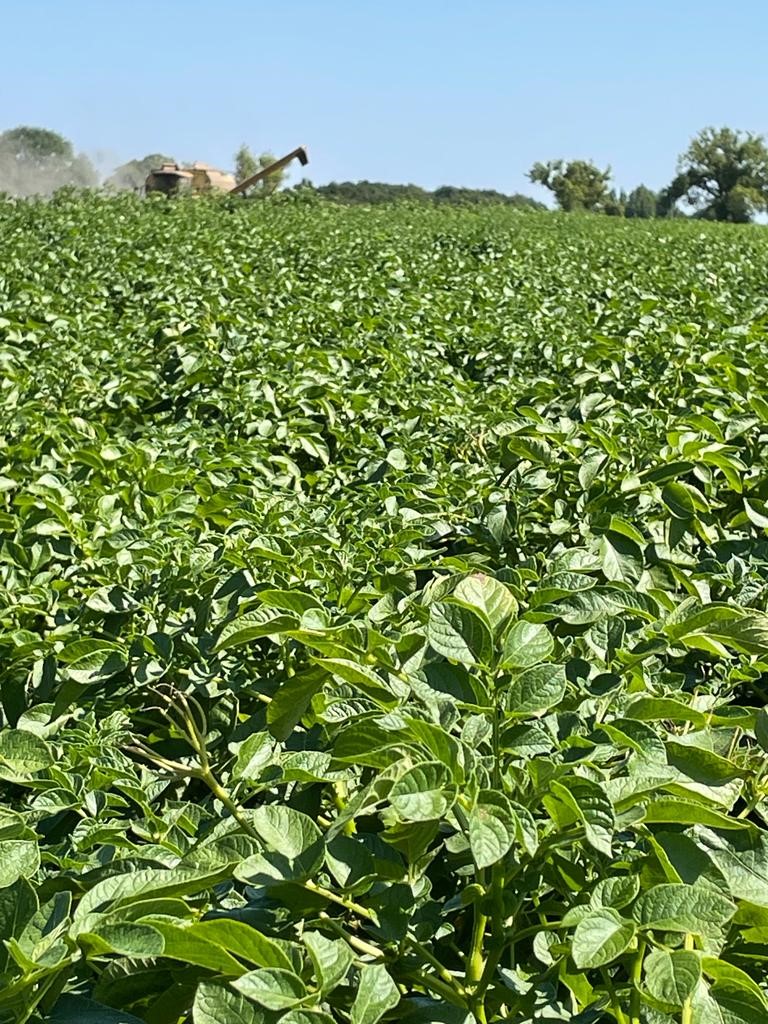 UPLCorp_UK's tweet photo. 🥔Non-irrigated potatoes near Warrington at Kenyon Hall Farm. FAZOR applied last week.
👉🏼More info on FAZOR https://t.co/9Bbxsgo2RN
#Potatoes https://t.co/CTpzE1yIfu