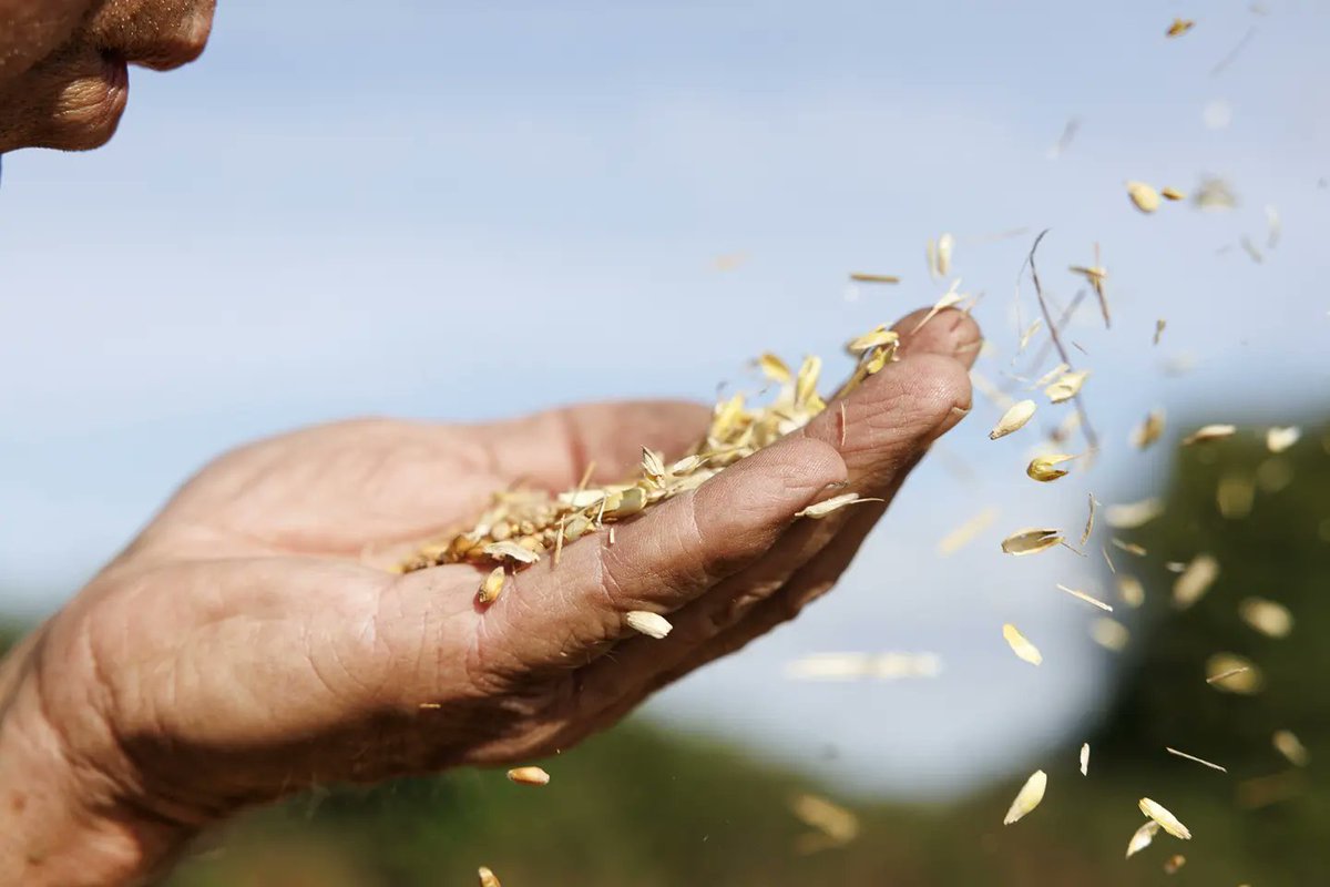 Separating the wheat  from the chaff....... out and about for <a href="/IFJ_picturedesk/">IFJ Picture Desk</a> <a href="/farmersjournal/">Irish Farmers Journal</a> <a href="/FJTillage/">FJ Tillage</a>