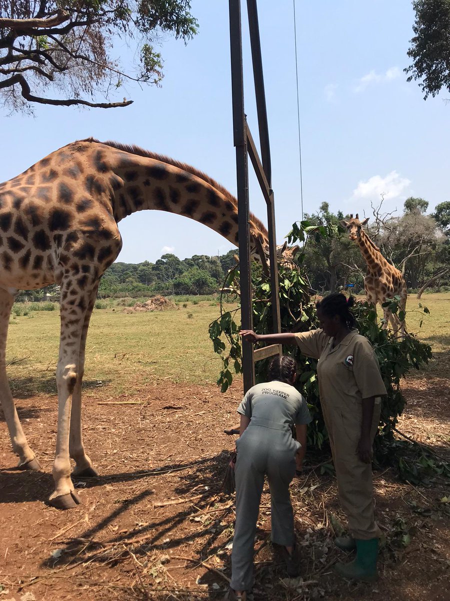 Camp Uganda tweet media