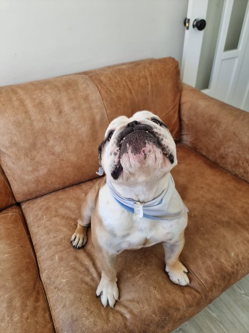 he keeps longingly looking at his lead &amp; whining like a walk right now might not genuinely kill him.<a href="/tag/noknickers"class="tags"><span>#noknickers</span></a>