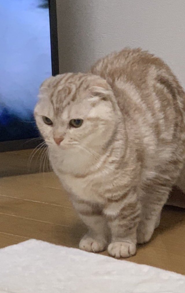 wasizu7masahiko's tweet photo. 🔶#拡散希望🔶
よろしくお願いします🐈️🙏#迷子猫 #迷い猫探し中
✳️名前『ジル😺ちゃん』(^-^)
⭕️#マンチカン
⭕️メス♀🌺2歳
⭕️茶白🤎🤍の斑模様
⭕️立派な髭🥸
⭕️手足短い😳
⭕️鼻先⇒桃色🍑
⭕️#青森県弘前市城東 付近から迷子😢
⭕️令和4年6月8日以降行方不明😭
#どんな些細な情報でもお願いします🙏 https://t.co/563Rhmc5wp