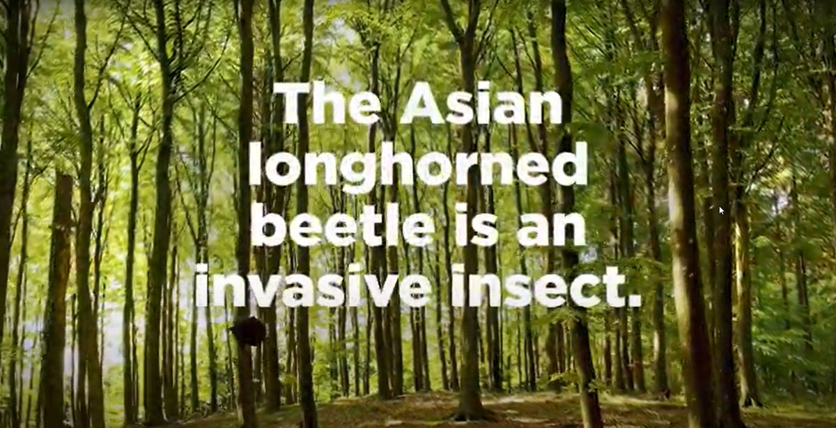 USDA_APHIS's tweet image. Watch this 1-min video about Asian longhorned beetle. All states have trees #ALB attacks and unknown infestations could exist. Knowing where the insect is helps. #TreeCheckMonth @StopALB @MassDeptAgr @OhioDeptofAg @nyagandmarkets @SCDAgriculture youtu.be/Gnh_6zANs5I